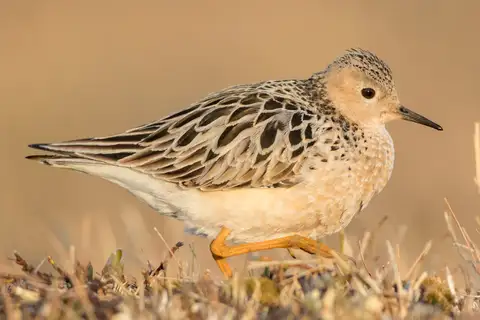 Buff-breasted Sandpiper