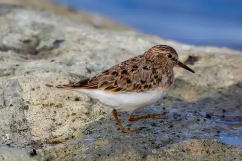 Temminck's Stint