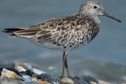 Great Knot