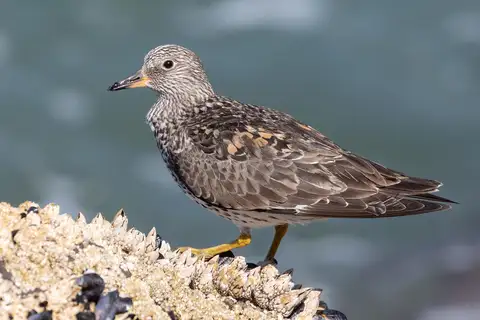 Surfbird