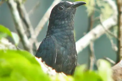 White-crowned Cuckoo