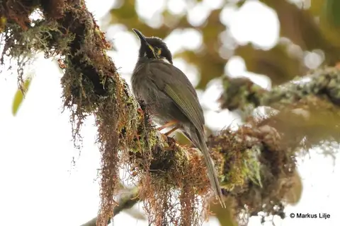 Black-throated Honeyeater