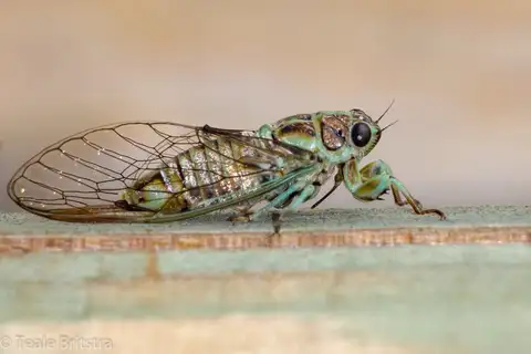 Caliginopsalta percola