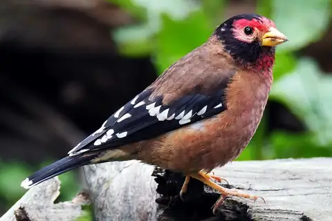 Spectacled Finch