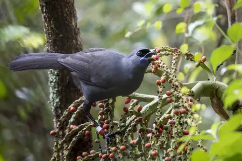 North Island Kokako
