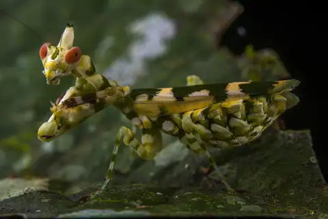Callibia diana