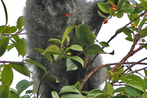 Coastal Black-handed Titi