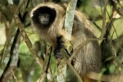 Northern Masked Titi