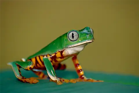 Barred Monkey Frog