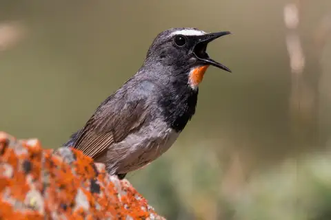 Himalayan Rubythroat