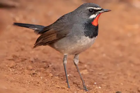 Chinese Rubythroat