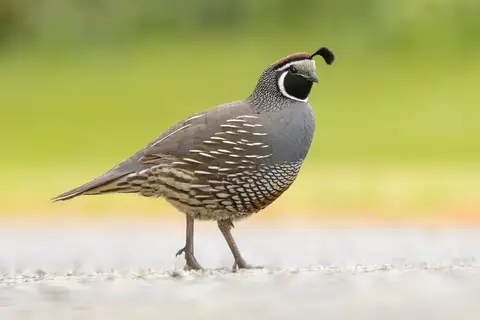 California Quail