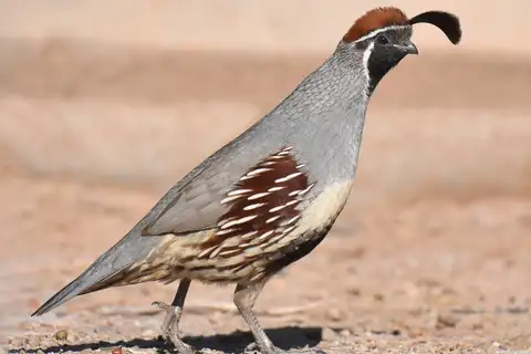 Gambel's Quail
