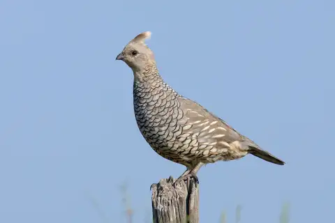 Scaled Quail