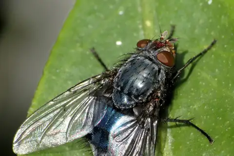 Blue Blowfly