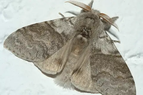 Pale Tussock Moth