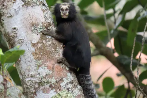 Buffy-tufted-ear Marmoset