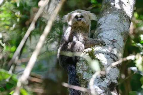 Buffy-headed Marmoset