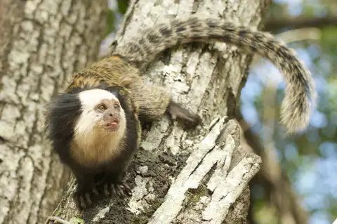 Geoffroy’s Tufted-ear Marmoset