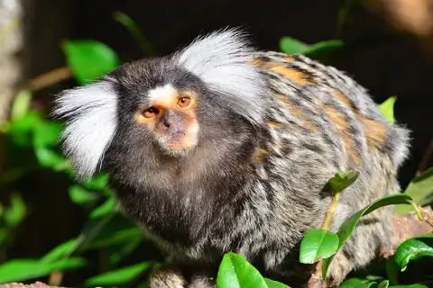 Common Marmoset