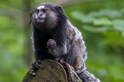 Black-tufted-ear Marmoset
