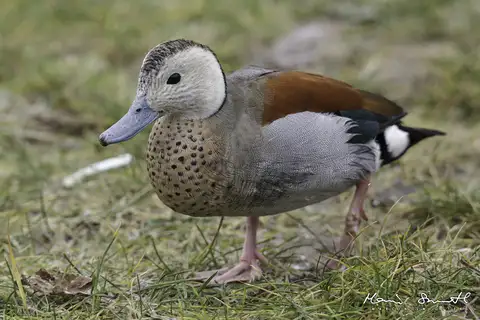 Ringed Teal