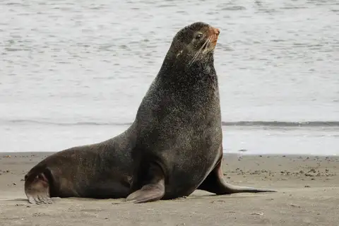 Northern Fur Seal