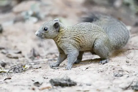 Northern Gray-bellied Squirrel