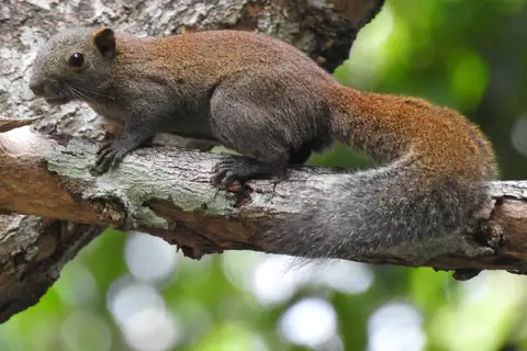 Southern Gray-bellied Squirrel