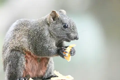 Pallas' Squirrel
