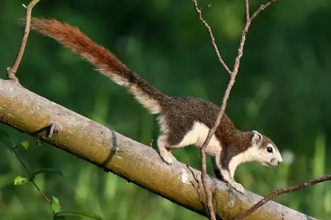 Finlayson's Squirrel