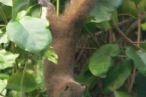 Inornate Squirrel