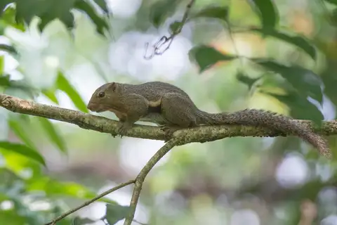 Black-striped Squirrel