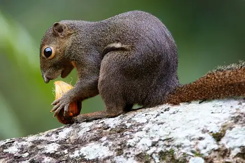 Plantain Squirrel