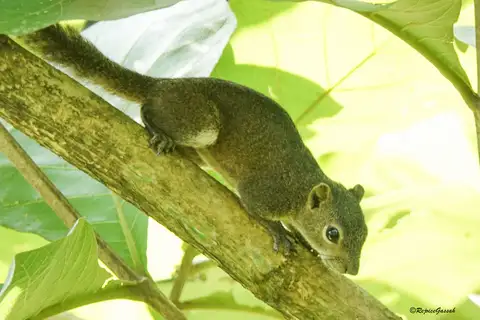 Irrawaddy Squirrel