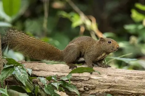 Stripe-bellied Squirrel