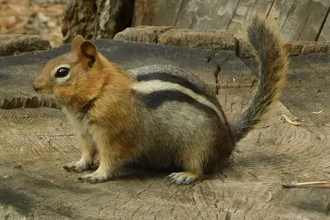 Common Golden-mantled Ground Squirrel