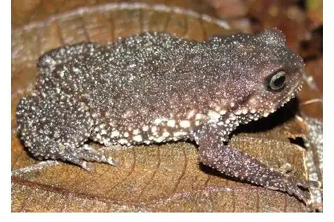 Taita Warty Frog