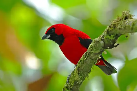 Vermilion Tanager