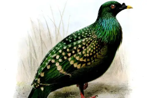 Spotted Green Pigeon