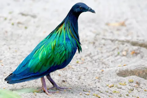 Nicobar Pigeon