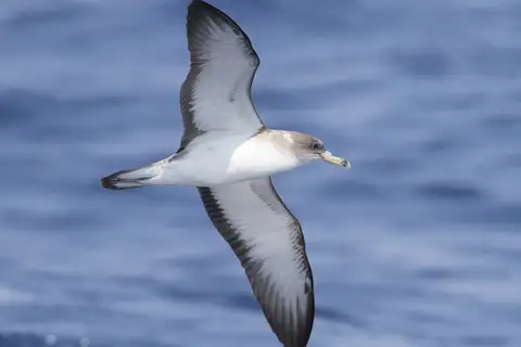 Scopoli's Shearwater