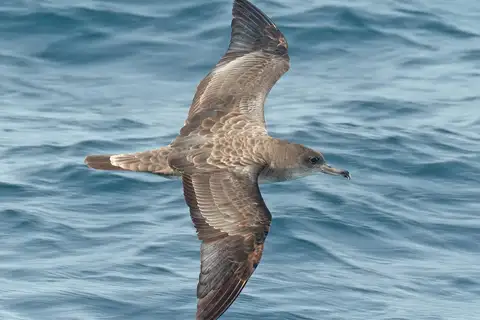 Cape Verde Shearwater