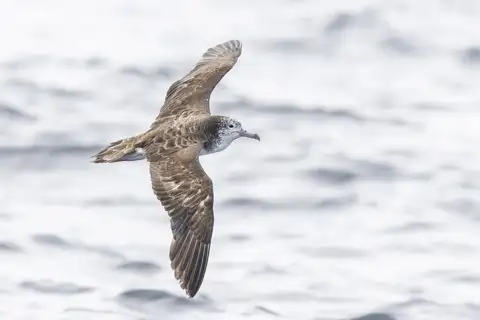 Streaked Shearwater
