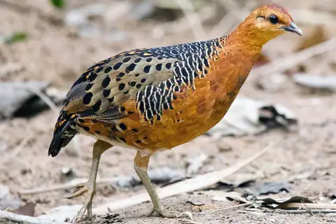 Ferruginous Partridge