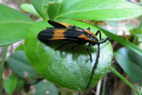 Reticulated Net-winged Beetle