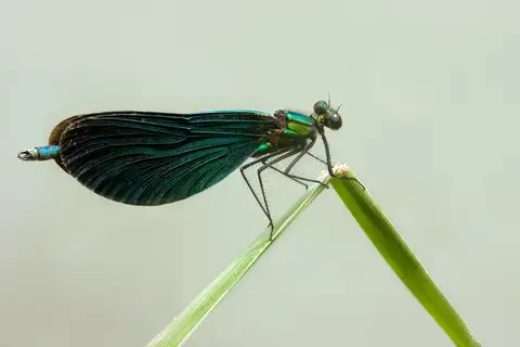 Beautiful Demoiselle