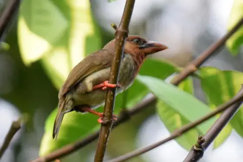 Brown Barbet