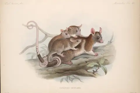 Derby's Woolly Opossum