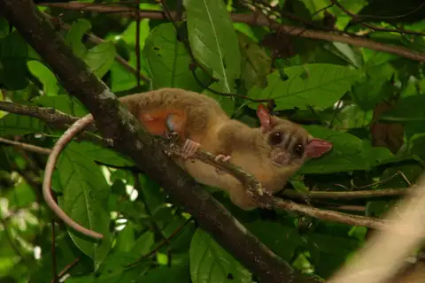 Bare-tailed Woolly Opossum
